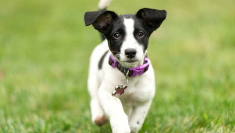 Jack Russell Terrier hvalpe: Cute Pictures & Fakta
