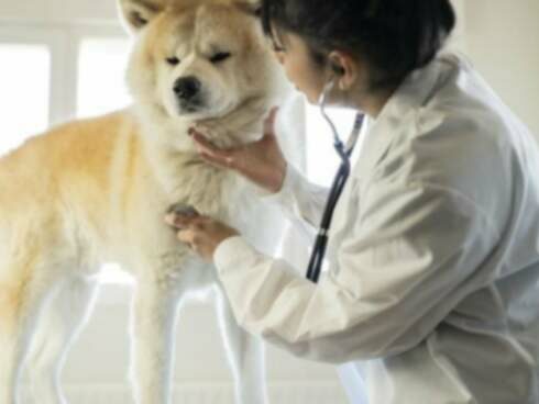 Sirds blokāde vai vadīšanas aizkavēšanās (kreisā priekšējā) suņiem: Simptomi, Cēloņi, & Ārstēšana