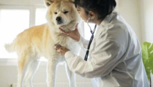 Sirds blokāde vai vadīšanas aizkavēšanās (kreisā priekšējā) suņiem: simptomi, cēloņi, & ārstēšana