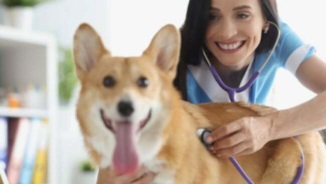Hjerteblokering eller ledningsforsinkelse (Left Bundle) hos hunde: Symptomer, årsager & Behandlinger