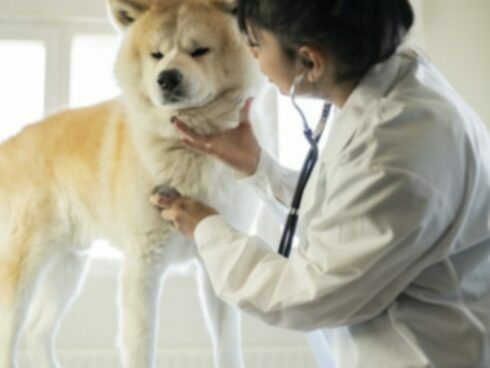 Блокада сердца или задержка проводимости (левая передняя) у собак: симптомы, причины и лечение