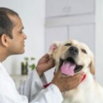 Аденокарцинома церуминозной железы у собак: симптомы, причины, & лечение