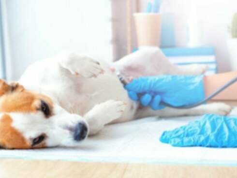 Blokáda srdca (Mobitz typ I) u psov: príznaky, príčiny a liečba