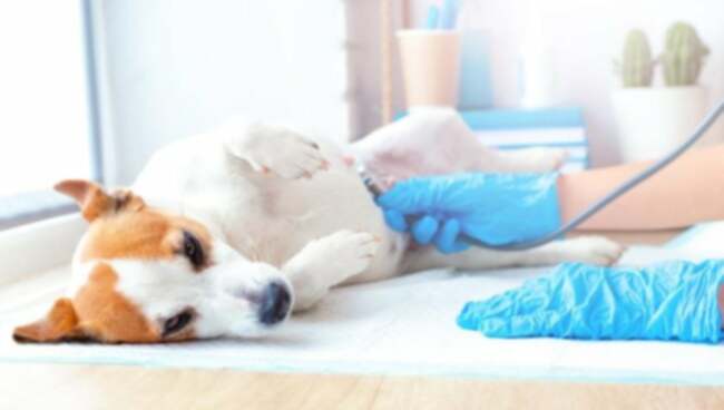 Herzblock (Mobitz Typ I) bei Hunden: Symptome, Ursachen, & Behandlungen