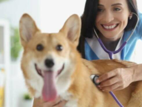 Blocaj cardiac sau întârziere de conducție (stânga Bundle) la câini: Simptome, Cauze, & Tratamente