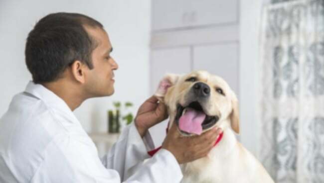 Ceruminous Gland Adenocarcinoma hos hunde: Symptomer, Årsager, & Behandlinger