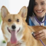 Блокада сердца или задержка проводимости (левый пучок) у собак: симптомы, причины, & лечение