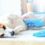 Блокада сердца (Мобитц тип I) у собак: симптомы, причины, & лечение