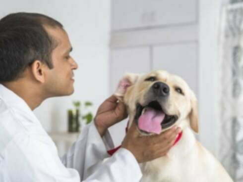 Adenocarcinomul glandei ceruminos la câini: Simptome, Cauze, & Tratamente
