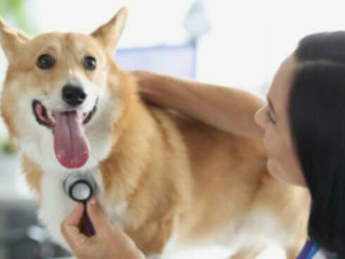 Širdies nepakankamumas dėl vožtuvų defekto šunims: simptomai, priežastys ir gydymas