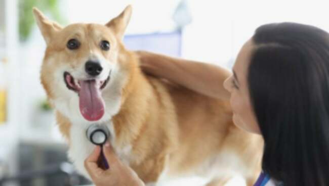 Širdies nepakankamumas dėl vožtuvų defekto šunims: simptomai, priežastys, gydymas