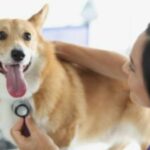 Сердечная недостаточность из-за дефекта клапана у собак: симптомы, причины, & лечение
