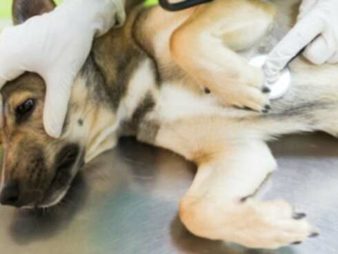 狗狗的心电衰竭：症状、原因和治疗方法