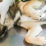 Электрическая сердечная недостаточность у собак: симптомы, причины, & лечение
