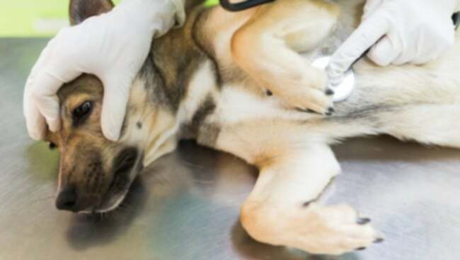 Insuficiência eléctrica cardíaca em cães: sintomas, causas e tratamentos